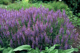 60x Salvia nem. 'Caradonna' - ↕10-25cm - Ø9cm