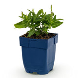 Green boutiQ - Vasteplant - Salvia nem. Sense Deepl Blue - Salie - Bijen en Vlinderlokkers - Paars - 1 Plant - Pot 11cm - Hoogte 15-25cm