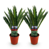 Green boutiQ - Kamerplant - Cycas revoluta - Palmvaren - Weinig onderhoud - Groen - 2 - Pot 15cm - Hoogte 45-55cm
