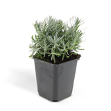 24x Lavandula 'Hidcote' - ↕10-25cm - Ø9cm