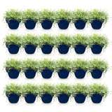 Green boutiQ - Vasteplant - Thymus Tricolour - Tym - Bodembedenkend - Roze - Rood - Wit - 24 Planten - Pot 11cm - Hoogte 15-25cm