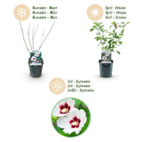 Green boutiQ - Tuinplant - Hibiscus syriacus Hamabo - Tuin Hibiscus - Winterhard - Wit - Roze - 3 Planten - Pot 17cm - Hoogte 45cm