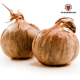 Krokusbollen paars — 30 stuks