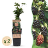 Green boutiQ - Fruitplant - Rubus fruticosus Thornless Evergreen - Bramenplant - Doornloos - Zwarte Braam - 2 Planten - Pot 15cm - Hoogte 50cm