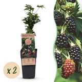 Green boutiQ - Fruitplant - Rubus fruticosus Thornless Evergreen - Bramenplant - Doornloos - Zwarte Braam - 2 Planten - Pot 15cm - Hoogte 50cm