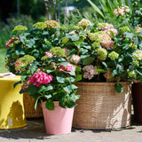 Green boutiQ - Tuinplant - Hydrangea Endles Summer The Original Pink - Hortensia - Winterhard - Roze - 2 Planten - Pot 14cm - Hoogte 20-25cm