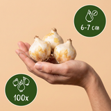 100x Muscari White Magic - Witte druifhyacint - Wit - Verwilderingsbol - Bolmaat 6/7
