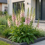 Green boutiQ - Vasteplant - Digitalis purp. Gloxiniiflora - Vingerhoedskruid - Schaduw - Wit-Roze - 6 Planten - Pot 11cm - Hoogte 15-25cm