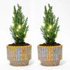 Set van 2 - Kerstboom 'Ellwoodii' + Pot Echo + 20 led lampen - 25 - 30 cm hoog