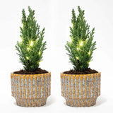 Set van 2 - Kerstboom 'Ellwoodii' + Pot Echo + 20 led lampen - 25 - 30 cm hoog