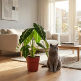 Green boutiQ - Kamerplant - Olifantsoor - Alocasia Frydek - Groen - Weinig onderhoud - 1 Plant - Pot 19cm - Hoogte 60cm