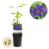 Green boutiQ - Klimplant - Clematis The President - Bloem Roze - Weinig onderhoud -2 planten -Pot 11cm Hoogte 40cm