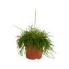 Rhipsalis baccifera Oasis 12cm