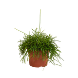 Rhipsalis baccifera Oasis 12cm