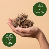 160x Ranunculus Mix - Ranonkel Mix - Diversen - Zomerbloeier - Bolmaat 5/6