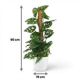 Green boutiQ - Kamerplant - Monkey Mask - Monstera Andansonii Mosstok - Groen - Weinig onderhoud - 1 Plant - met Potter Wit - Pot 19cm - Hoogte 90cm