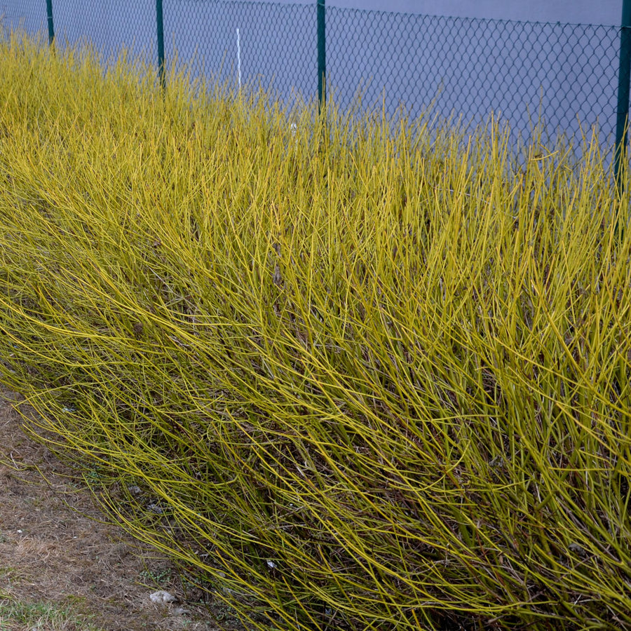 Cornus alba Flaviramea – 45 cm hoog (foto 4)
