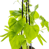 4x Ipomoea Tricolor Heavenly Blue Ø13 cm - ↕60 cm