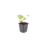 24x Brunnera macr. 'Jack Frost' - ↕10-25cm - Ø9cm