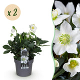 Green boutiQ - Tuinplant - Kerstroos - Helleborus Christmas Carol- Witte Bloem -2 Planten - Groenblijvend - Pot 14cm Hoogte 30cm
