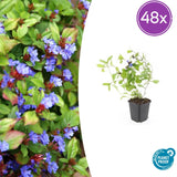 48x Ceratostigma plumbaginoides- ↕10-25cm - Ø9cm