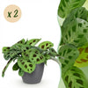 Green boutiQ - Kamerplant - Maranta Fascinator Kerchoveana - Zebraplant - Huisdiervriendelijke Plant - Groen - 2 Planten - met Potter Grijs - Pot 12cm - Hoogte 25cm