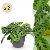 Green boutiQ - Kamerplant - Maranta Fascinator Kerchoveana - Zebraplant - Huisdiervriendelijke Plant - Groen - 2 Planten - met Potter Grijs - Pot 12cm - Hoogte 25cm