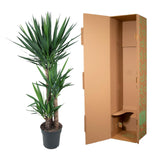 Yucca Elephantipe - 140 cm - ø24