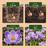 120x Crocus Blue - White - Krokus - Blauw en Wit - Verwilderingsbol - Bolmaat 7/8