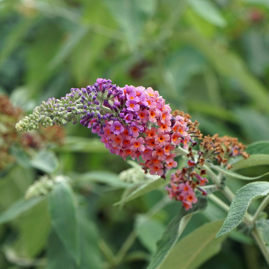 Buddleja davidii Flower Power – 30 cm hoog (foto 4)