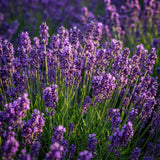 Green boutiQ - Tuinplant - Lavandula angustifolia Munstead - Lavendel - Winterhard - Paars - 1 Plant - Pot 12cm - Hoogte 15-25cm