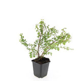 48x Symphoricarpos ch. 'Hancock' - ↕10-25cm - Ø9cm