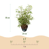 Green boutiQ - Grassen - Fargesia scabrida Asian Wonder - Niet Woekerende Bamboe - Bladhoudend - Groen - 1 Plant - Pot 23 cm - Hoogte 80 cm