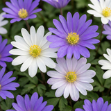 100x Anemone Blanda mix - Griekse anemoon mix - Diversen - Verwilderingsbol - Bolmaat 4/5