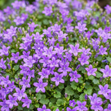 Green boutiQ - Vasteplant - Campanula portenschlagiana - Perzikbladklokje - Bodembedekkend - Roze - 6 Planten - Pot 11cm - Hoogte 15-25cm