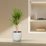 Dracaena Marginata - Ø17cm - ↕90cm