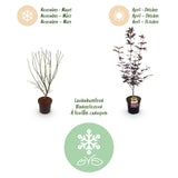 Green boutiQ - Tuinplant - Acer palmatum Bloodgood - Japanse Esdoorn - Bladverliezend - Rood - 1 - Pot 26cm - Hoogte 90cm