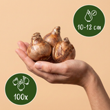 100x Narcissus Tete-A-Tete - Miniatuurnarcis - Geel - Voorjaarsbloeier - Bolmaat 10/11