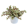 Portulacaria afra Variegata 10,5cm - in witte pot