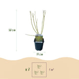 Green boutiQ - Heesters - Cornus alba Tricolour - Mix van Rode, Groene En Paarse Takken - 3 Planten - Bladverliezend - Weinig Onderhoud - Pot 17cm Hoogte 45cm