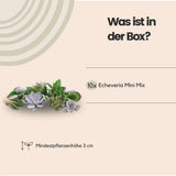 ROOTLESS Echeveria mini mix box