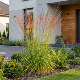 Green boutiQ - Grassen - Molinia caer. Heidebraut - Pijpestrootje - Met Pluim - Groen - 12 Planten - Pot 11cm - Hoogte 15-25cm