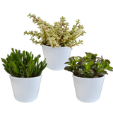 Crassula mix 10,5 cm - 3x - in witte pot