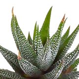 Cactus en vetplanten mix 5.5 cm | 15 stuks - in witte pot