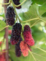 Morus nigra Mulle - Ø13cm - ↕45cm