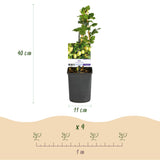 Green boutiQ - Fruitplant - Kruisbes - Ribes uva-crispa Invicta - Groene Bes - 2 planten -Pot 11cm Hoogte 40cm