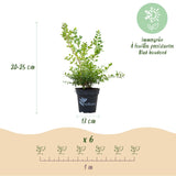 Green boutiQ - Buxus Haag - BetterBuxus Babylon Beauty - Resistant tegen de Buxus schimmel - 12 planten - 2 strekkende meter - pot 13cm hoogte 30-35