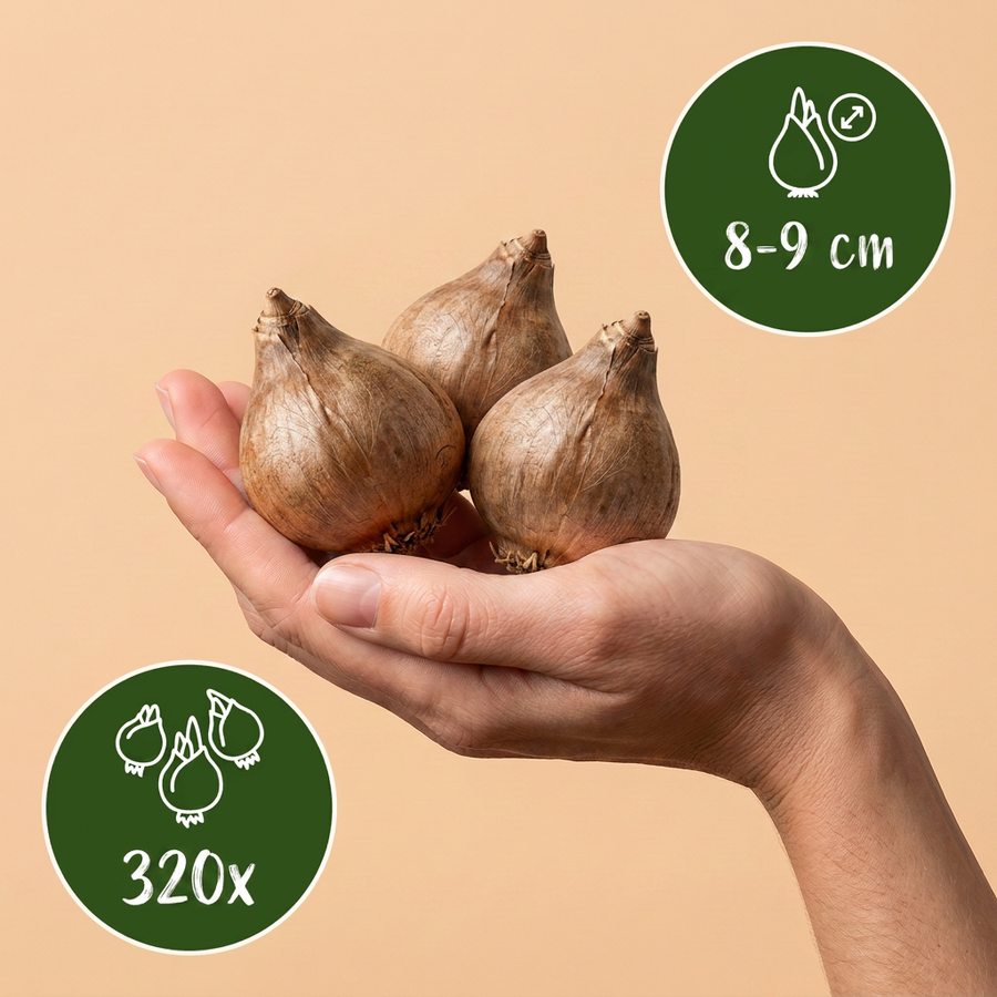 Zomerklokjesbollen Aestivum — wit, 320 stuks (bolmaat 8/9)