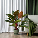 Philodendron Red Beauty - Ø27cm - ↕100cm