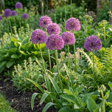 Sieruibollen Purple Sensation — klassieke paarse sierui, 120 stuks (maat 10/12)
